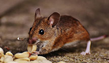 Find Exterminators in Garrard County